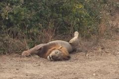 Lady Bush Pilot - African Tour - Flap 3