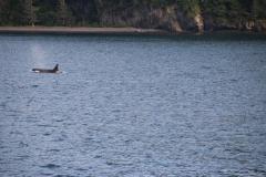 Lady Bush Pilot - Alaska