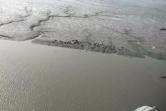 Lady Bush Pilot - Alaska