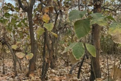 Teak falliage