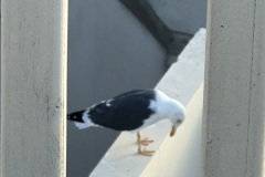 IMG_8833