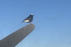 IMG_6786