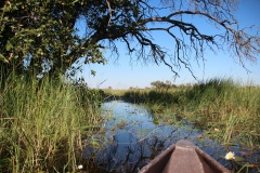 Lady Bush Pilot - African Tour - Flap 3