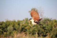 Lady Bush Pilot - African Tour - Flap 3