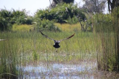 Lady Bush Pilot - African Tour - Flap 3