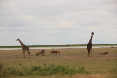 Lady Bush Pilot - African Tour - Flap 3