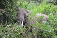 Lady Bush Pilot - African Tour - Flap 3