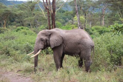 Lady Bush Pilot - African Tour - Flap 3