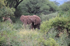 Lady Bush Pilot - African Tour - Flap 3