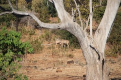 Lady Bush Pilot - African Tour - Flap 3