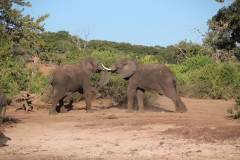 Lady Bush Pilot - African Tour - Flap 3