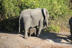 Lady Bush Pilot - African Tour - Flap 3