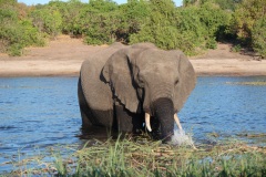 Lady Bush Pilot - African Tour - Flap 3