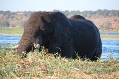 Lady Bush Pilot - African Tour - Flap 3