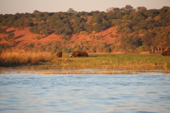 Lady Bush Pilot - African Tour - Flap 3