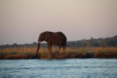 Lady Bush Pilot - African Tour - Flap 3