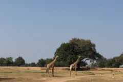 Lady Bush Pilot - African Tour - Flap 3