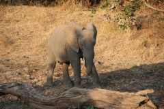 Lady Bush Pilot - African Tour - Flap 3