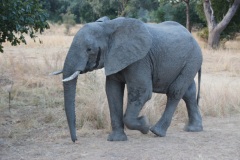 Lady Bush Pilot - African Tour - Flap 3