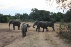 Lady Bush Pilot - African Tour - Flap 3