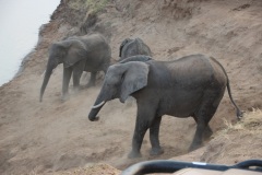 Lady Bush Pilot - African Tour - Flap 3