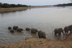 Lady Bush Pilot - African Tour - Flap 3