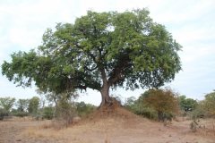 Lady Bush Pilot - African Tour - Flap 3