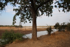 Lady Bush Pilot - African Tour - Flap 3