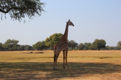 Lady Bush Pilot - African Tour - Flap 3