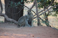 Lady Bush Pilot - African Tour - Flap 3