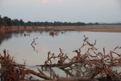 Lady Bush Pilot - African Tour - Flap 3