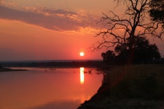 Lady Bush Pilot - African Tour - Flap 3
