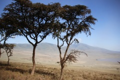 Lady Bush Pilot - African Tour - Flap 3