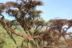 Lady Bush Pilot - African Tour - Flap 3