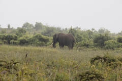 Lady Bush Pilot - African Tour - Flap 3