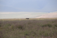 Lady Bush Pilot - African Tour - Flap 3