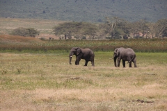 Lady Bush Pilot - African Tour - Flap 3