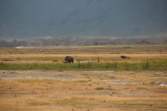 Lady Bush Pilot - African Tour - Flap 3