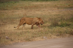 Lady Bush Pilot - African Tour - Flap 3
