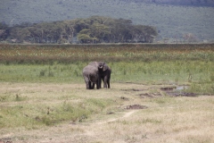 Lady Bush Pilot - African Tour - Flap 3