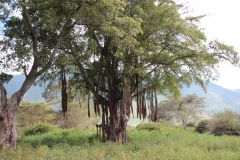 Lady Bush Pilot - African Tour - Flap 3