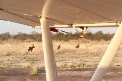 Lady Bush Pilot - African Tour - Flap 4
