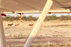 Lady Bush Pilot - African Tour - Flap 4