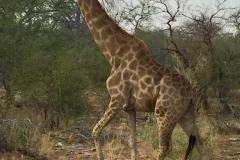 Lady Bush Pilot - African Tour - Flap 4