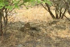 Lady Bush Pilot - African Tour - Flap 4
