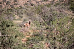 Lady Bush Pilot - African Tour - Flap 4