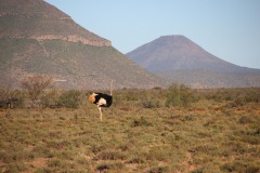Lady Bush Pilot - African Tour - Flap 4