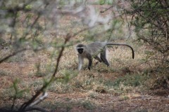 Lady Bush Pilot - African Tour - Flap 4