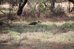 Lady Bush Pilot - African Tour - Flap 4
