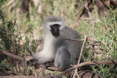 Lady Bush Pilot - African Tour - Flap 4